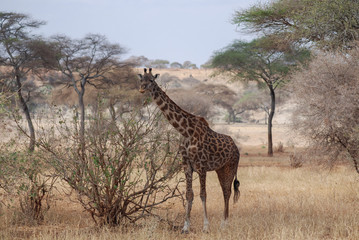 A giraffe eats leaves from a tree in the African savannah in Tanzania, Africa.