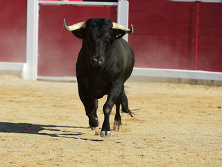 strong bull in spain