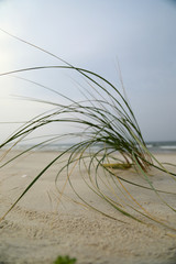 Dune grasses on the beach
