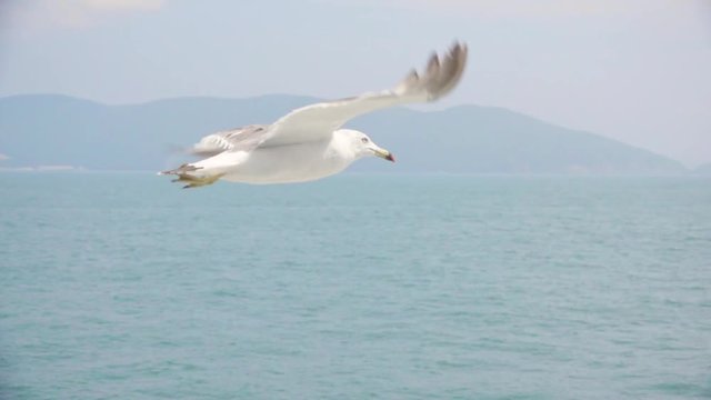 seagulls flying over the sea in slow motion