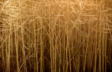 Rapspflanze im Spätsommer