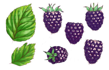 Hand drawn watercolor illustration of the healthy food. Set blackberries isolated on the white background