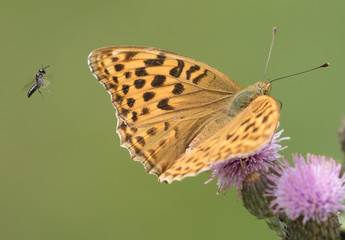 farfalla