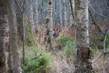 Roe Deer in the nature reserve Judaren in Bromma, Stockholm