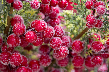 Branch of red beriies of viburnum in snow. Ice on red berries anf leaves. Merry Christmas decoration background. New Year greeting card. Ripe red berries in frost.