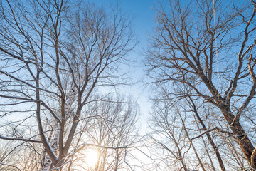 Dawn frosty morning. Winter landscape of frosty trees, white snow and blue sky. Tranquil winter nature in sunlight in park