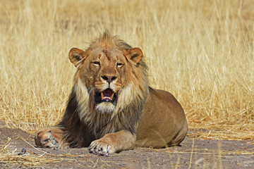 gähnender Mähnenlöwe (panthera leo) im Etosha Nationalpark in Namibia