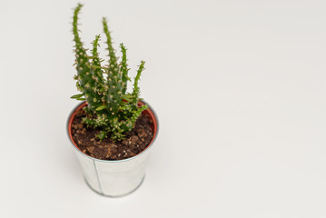 cactus in a metal flowerpot on white background