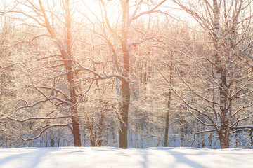 Fototapeta na wymiar Dawn frosty morning. Winter landscape of frosty trees, white snow and blue sky. Tranquil winter nature in sunlight in park