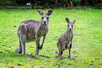 Close up of 2 Kangaroos - mother and offspring