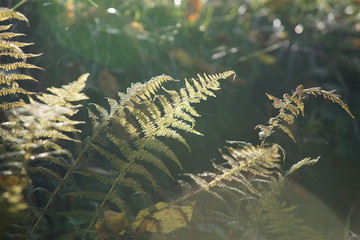 natur