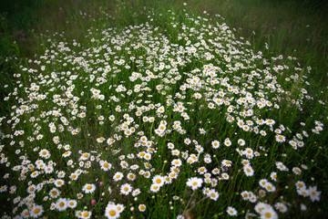 A lot of white daisies on a summer meadow. Green grass, flowers, beautiful nature, a walk in the forest.