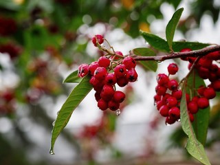 Cotoneaster 