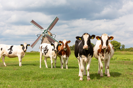 Cows in front of the Akkersloot windmill in Oud Ade in the Netherlands