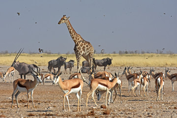 Antilopen und Vögel am Wasserloch Ozonjutji m`Bari im Etosha Nationalpark in Namibia