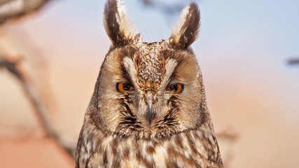 great horned owl