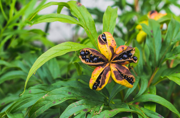 The bright black paeonia anomala seeds on a green leaves background © Tatiana Kuklina