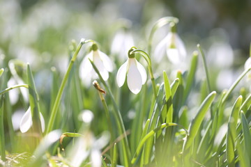 schneeglöckchen