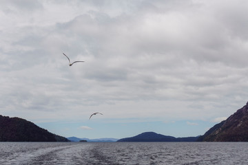 Fototapeta na wymiar Scenic View of Seagull flying against Andes mountains, Nahuel Huapi National Park, Patagonia, Argentina