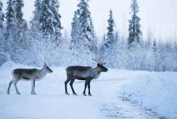 Reindeers on ice road