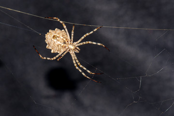spider