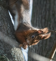 Kopfüber hängendes, fressendes Eichhörnchen