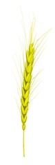 Wheat ears spikelets with grains. 3d render