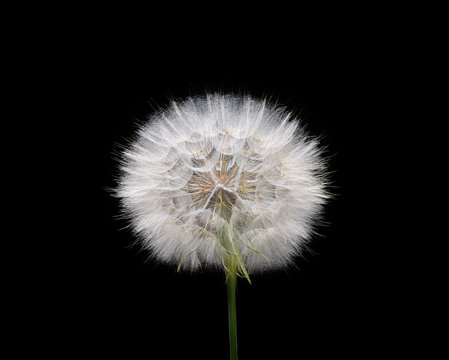 White dandelion isolated on black background 