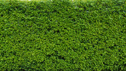 Green leaf  hedge for nature background and backdrop