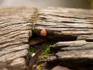 winziger Pilz mit Holz