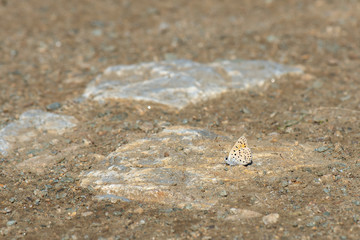 Lycaenidae / Alev Ateşi / Turkish Fiery Copper / Lycaena kefersteinii