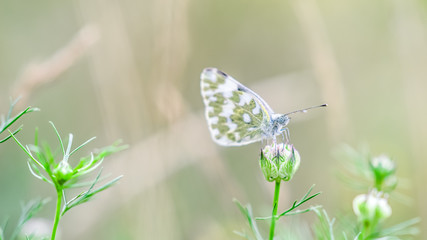 day butterfly of the family whiteflies on a wild flowers