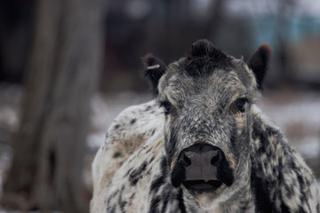 Fototapeta premium cow in a snowy pasture