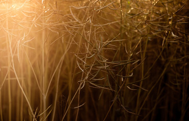 Rapsfeld im Spätsommer