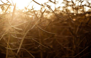 Rapsfeld im Spätsommer