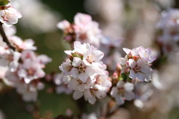 Obraz premium blüte