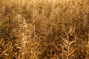 Rapsfeld im Spätsommer
