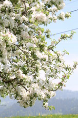 blüte