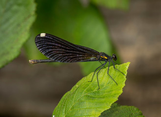 Ebony Jewelwing