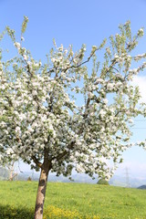 Fototapeta premium blüte