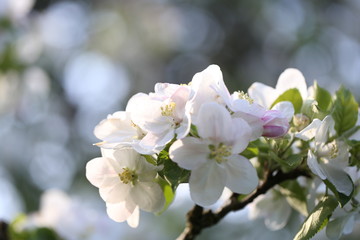 Obraz premium blüte