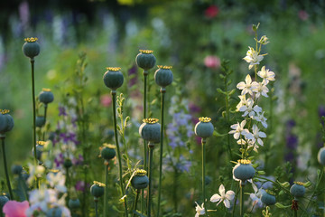 Wildflowers and green poppy seed pods in a meadow bathed in gentle sunlight © Jen Wolf