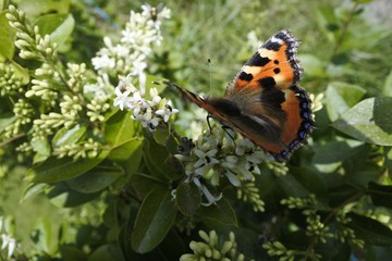 Butterfly in the gardens 