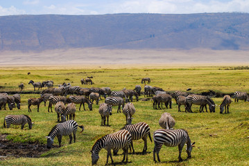 Herd of Zebras Grazing in the beautiful green plains of the Ngorongoro National Park. Safari in Tanzania, Africa