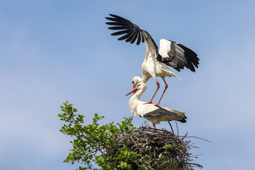 Weißstörche bei der Paarung 8
