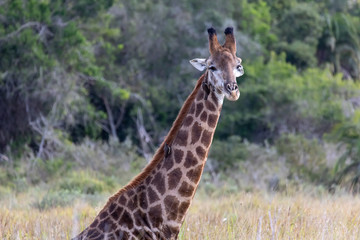 Giraffe 8