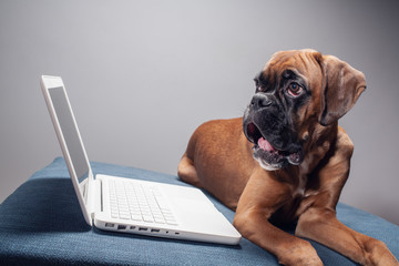 Cute boxer pupy working on laptop.