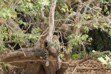 Jaguar from Pantanal, Brazil