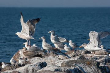 Möwe