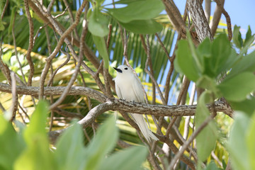 Sternes blancs des Tuamotu